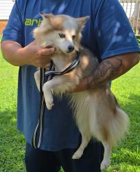 Reunited Female Dog last seen Liberty church rd , Burke County, NC 28601