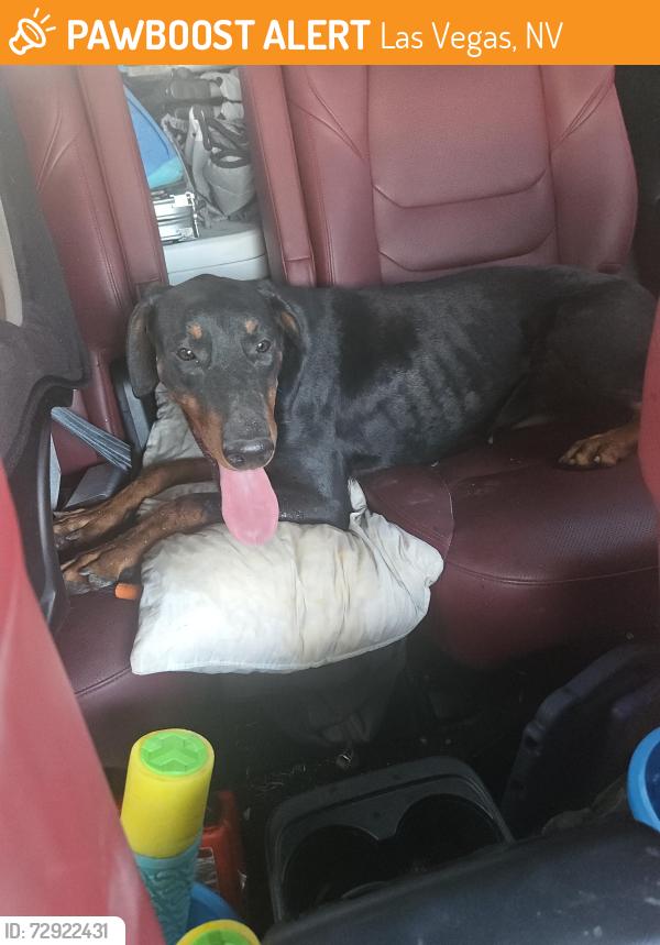 Found/Stray Female Dog last seen Bonanza high school, Las Vegas, NV 89151
