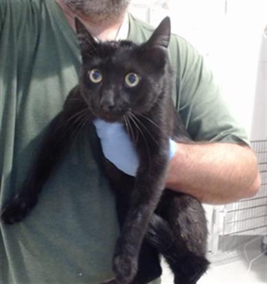 Shelter Removed Male Cat last seen QUESADA@JENNINGS, San Francisco, CA 94103