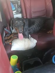 Found/Stray Female Dog last seen Bonanza high school, Las Vegas, NV 89151