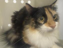 Shelter Stray Female Cat last seen Near BLOCK 186TH PL SE, COVINGTON WA 98042, Kent, WA 98032