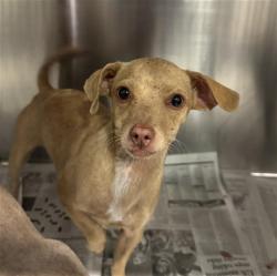 Shelter Stray Female Dog last seen Near BLOCK BEAR MOUNTAIN BLVD, BAKERSFIELD CA 93311, Bakersfield, CA 93308