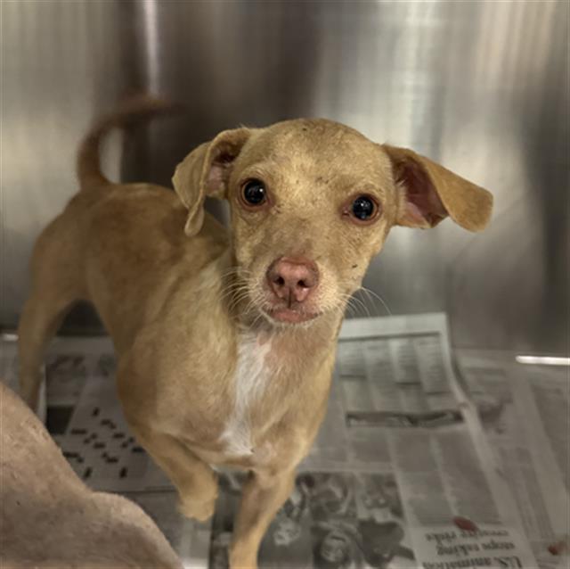 Shelter Stray Female Dog last seen Near BLOCK BEAR MOUNTAIN BLVD, BAKERSFIELD CA 93311, Bakersfield, CA 93308