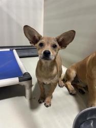 Shelter Stray Female Dog last seen Near BLOCK F ST, TAFT CA 93268, Bakersfield, CA 93308
