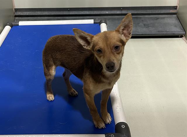 Shelter Stray Male Dog last seen Near BLOCK F ST, TAFT CA 93268, Bakersfield, CA 93308