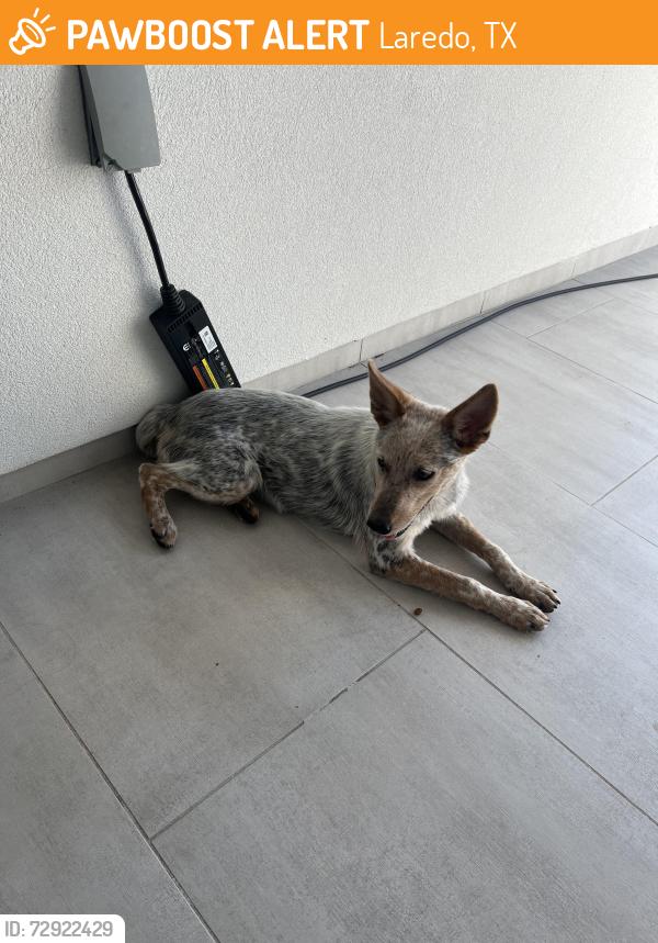 Found/Stray Female Dog last seen Alexander North Laredo , Laredo, TX 78041