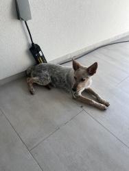 Found/Stray Female Dog last seen Alexander North Laredo , Laredo, TX 78041
