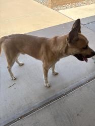 Found/Stray Male Dog last seen N buntline dr and 125th , Sun City West, AZ 85375