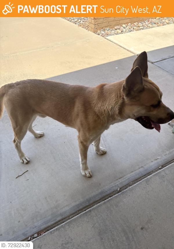 Found/Stray Male Dog last seen N buntline dr and 125th , Sun City West, AZ 85375