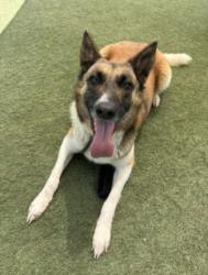 Shelter Stray Female Dog last seen , Los Angeles, CA 90025