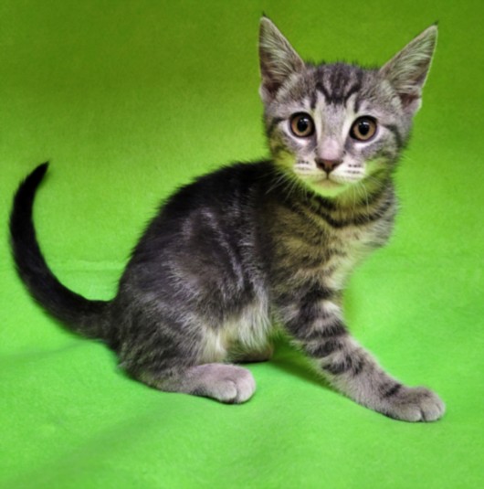Shelter Stray Female Cat last seen , Los Angeles, CA 90031