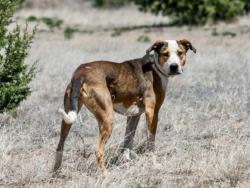 Shelter Stray Male Dog last seen Near BLOCK MUTT NELSON RD COTTON TAIL RD/ MUSCAT DR SANTA FE, NM 87507, Santa Fe, NM 87507