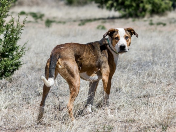 Shelter Stray Male Dog last seen Near BLOCK MUTT NELSON RD COTTON TAIL RD/ MUSCAT DR SANTA FE, NM 87507, Santa Fe, NM 87507
