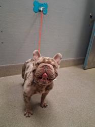 Shelter Stray Male Dog last seen Near BLOCK ALTA DR, LAS VEGAS NV 89145, Las Vegas, NV 89101