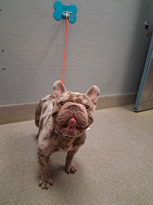 Shelter Stray Male Dog last seen Near BLOCK ALTA DR, LAS VEGAS NV 89145, Las Vegas, NV 89101