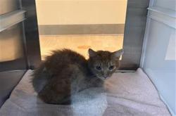 Shelter Stray Male Cat last seen AUTUMN LAKE TRL, Pearland, TX 77581