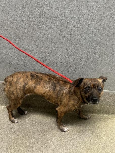 Shelter Stray Female Dog last seen Near BLOCK N NELLIS BLVD, LAS VEGAS NV 89115, Las Vegas, NV 89101
