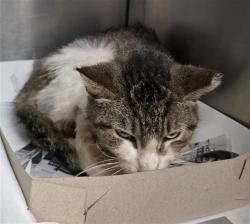 Shelter Stray Male Cat last seen Near BLOCK W MILITARY DR, San Antonio, TX 78227