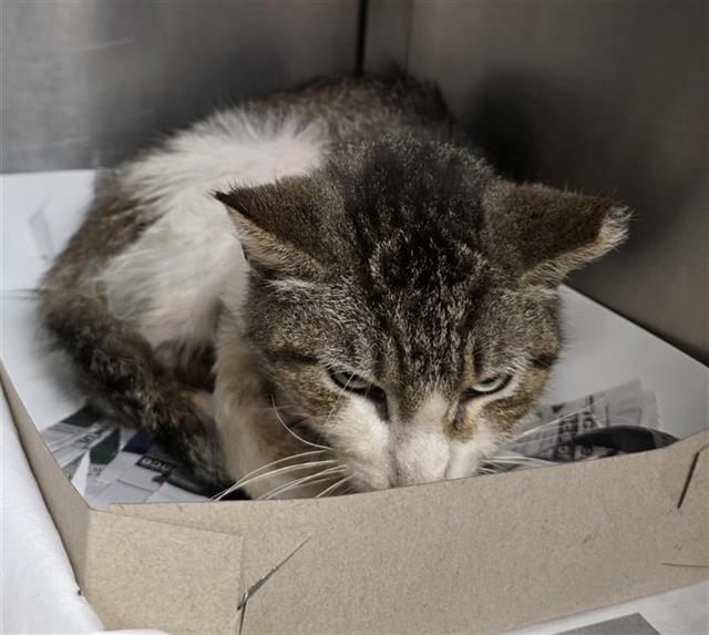 Shelter Stray Male Cat last seen Near BLOCK W MILITARY DR, San Antonio, TX 78227
