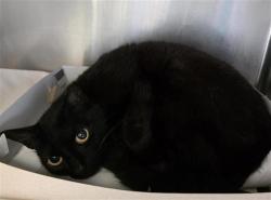 Shelter Stray Female Cat last seen Near BLOCK BASSWOOD DR, San Antonio, TX 78227