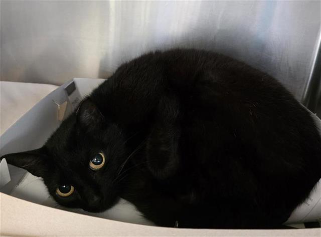 Shelter Stray Female Cat last seen Near BLOCK BASSWOOD DR, San Antonio, TX 78227