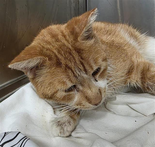 Shelter Stray Male Cat last seen Near BLOCK HUNTERS PLANE, San Antonio, TX 78227