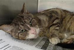 Shelter Stray Male Cat last seen Near BLOCK THOMPSON PL, San Antonio, TX 78227