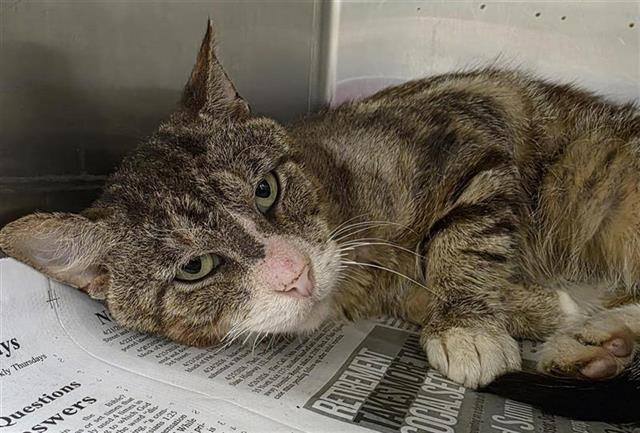 Shelter Stray Male Cat last seen Near BLOCK THOMPSON PL, San Antonio, TX 78227