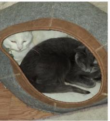 Lost Female Cat last seen Near e 15th St, Loveland, CO 80538