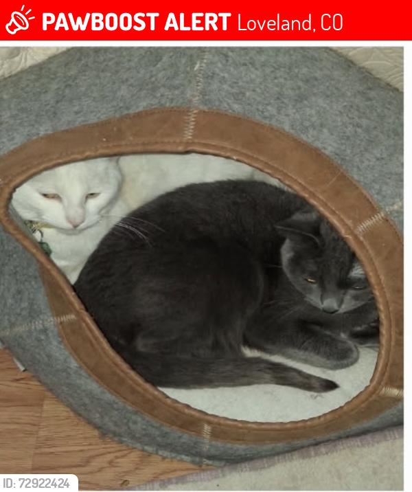Lost Female Cat last seen Near e 15th St, Loveland, CO 80538