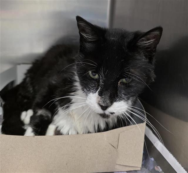 Shelter Stray Male Cat last seen Near BLOCK NW 410, San Antonio, TX 78227