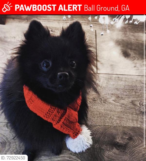 Lost Male Dog last seen Liberty Baptist Church, Ball Ground, GA 30107