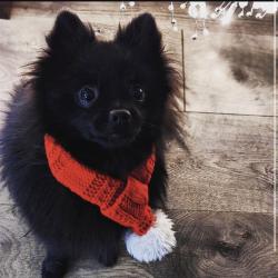 Lost Male Dog last seen Liberty Baptist Church, Ball Ground, GA 30107