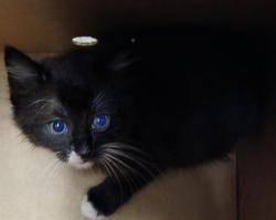 Shelter Stray Male Cat last seen Near BLOCK AND ROOSEVELT, Jacksonville, FL 32204