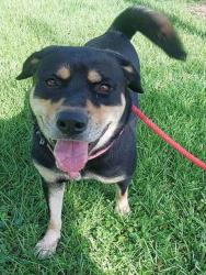Shelter Stray Female Dog last seen Near BLOCK ARTHUR STREET, HOLLYWOOD FL 33024, Davie, FL 33312