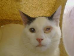 Shelter Stray Male Cat last seen CLAY STATION RD/MCKINLEY AVE, 95638, Sacramento, CA 95827