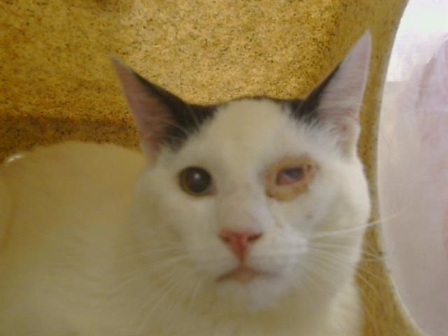 Shelter Stray Male Cat last seen CLAY STATION RD/MCKINLEY AVE, 95638, Sacramento, CA 95827