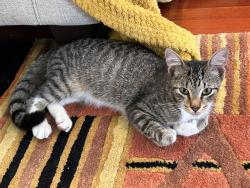 Found/Stray Unknown Cat last seen Greynold golf course , North Miami Beach, FL 33162