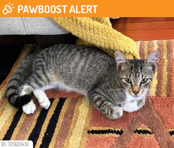 Found/Stray Unknown Cat last seen Greynold golf course , North Miami Beach, FL 33162