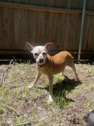 Lost Female Dog last seen Near Berkshire St and DuPont Circle, Fort Worth, TX 76134
