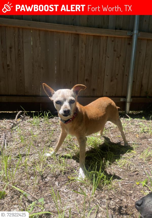 Lost Female Dog last seen Near Berkshire St and DuPont Circle, Fort Worth, TX 76134