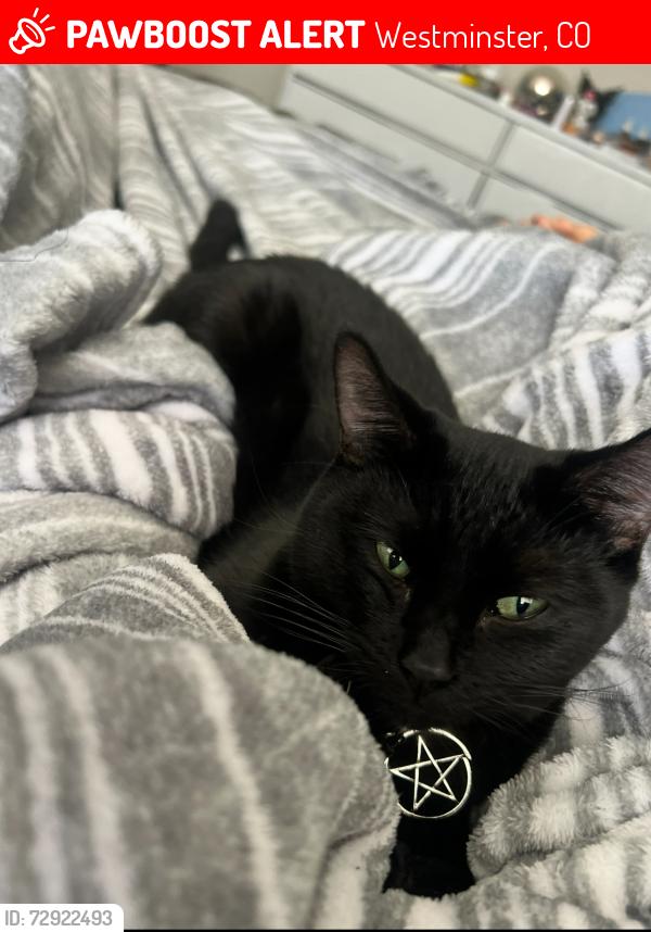 Lost Female Cat last seen Squires Park, Westminster, CO 80031