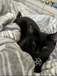 Lost Female Cat last seen Squires Park, Westminster, CO 80031