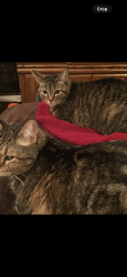 Reunited Male Cat last seen Mount hood , Las Vegas, NV 89156