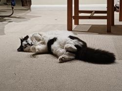 Lost Male Cat last seen East finchley long lane, Greater London, England N2 8JW