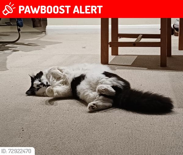 Lost Male Cat last seen East finchley long lane, Greater London, England N2 8JW