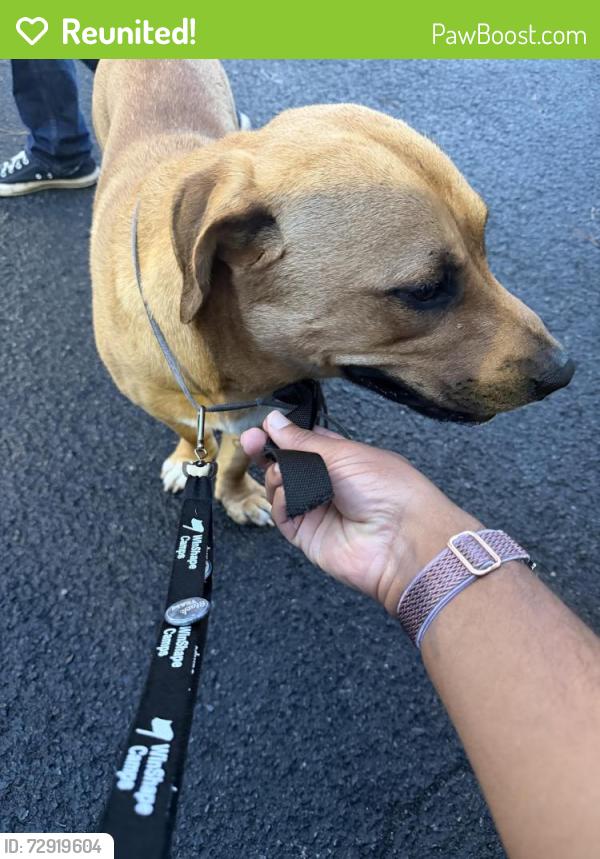 Reunited Male Dog last seen Martha Berry Highway near Oak Hill, CITGO and Knights Garage, Rome, GA 30165
