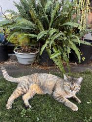 Lost Female Cat last seen McDonald’s , Makawao, HI 96768