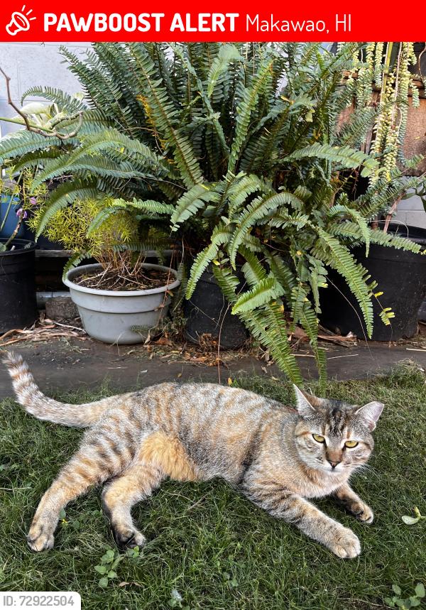 Lost Female Cat last seen McDonald’s , Makawao, HI 96768
