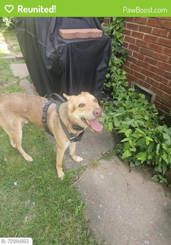 Reunited Male Dog last seen Waverly and Harvard, Tulsa, OK 74104